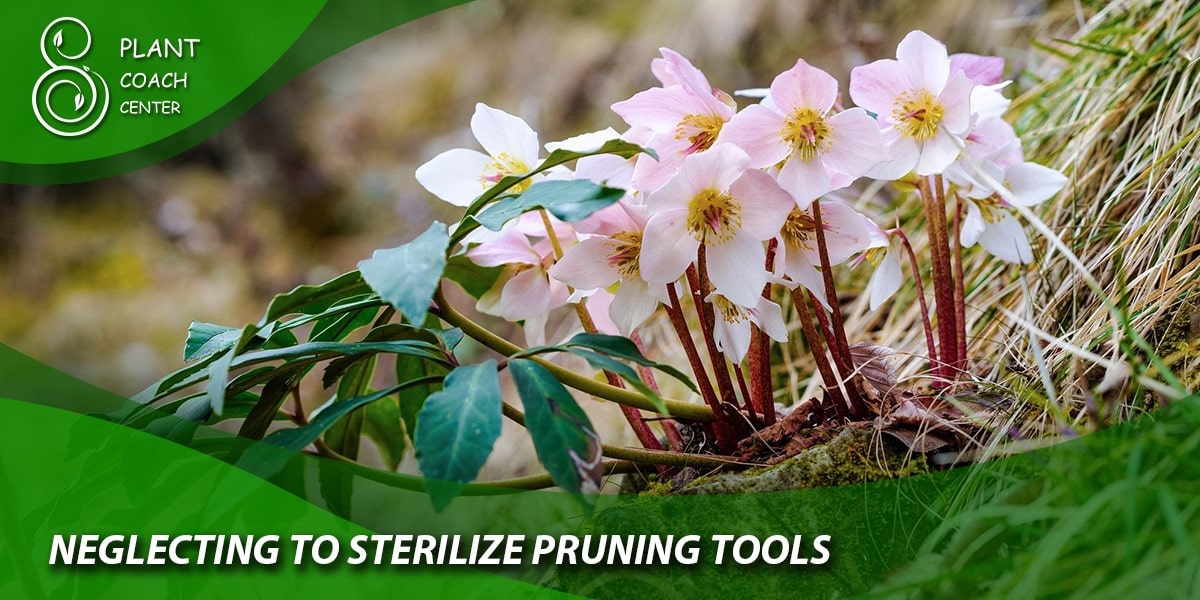 Neglecting to Sterilize Pruning Tools