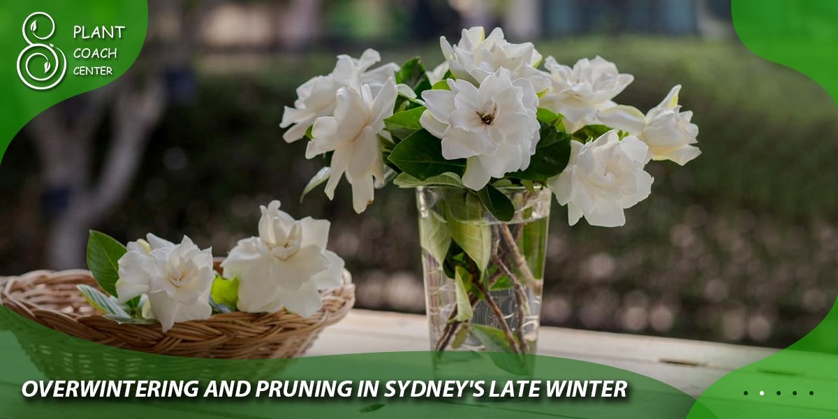 Overwintering and Pruning in Sydney's Late Winter 