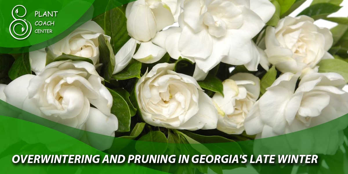 Overwintering and pruning in Georgia's Late Winter 