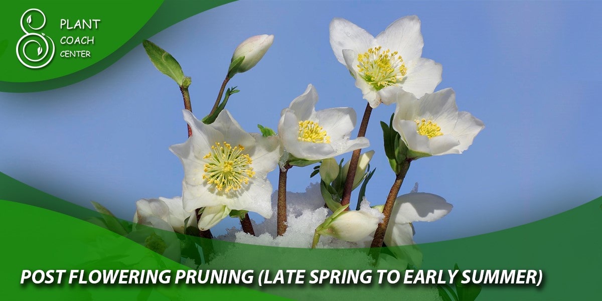 Post-Flowering Pruning (Late Spring to Early Summer)