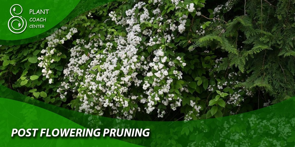 Post-Flowering Pruning