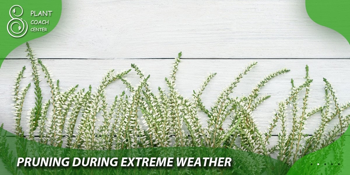 Pruning During Extreme Weather
