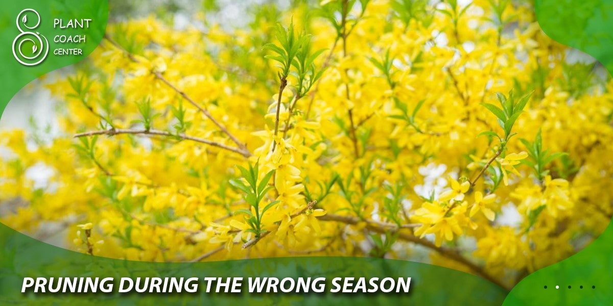 Pruning During the Wrong Season