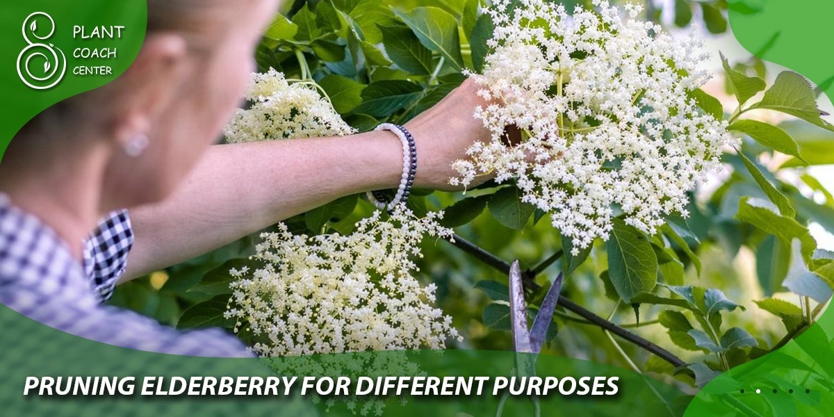 Pruning Elderberry for Different Purposes