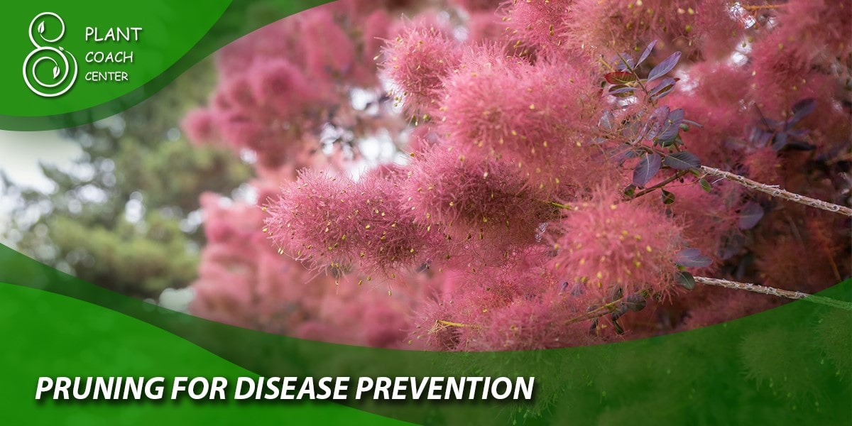 Pruning for Disease Prevention