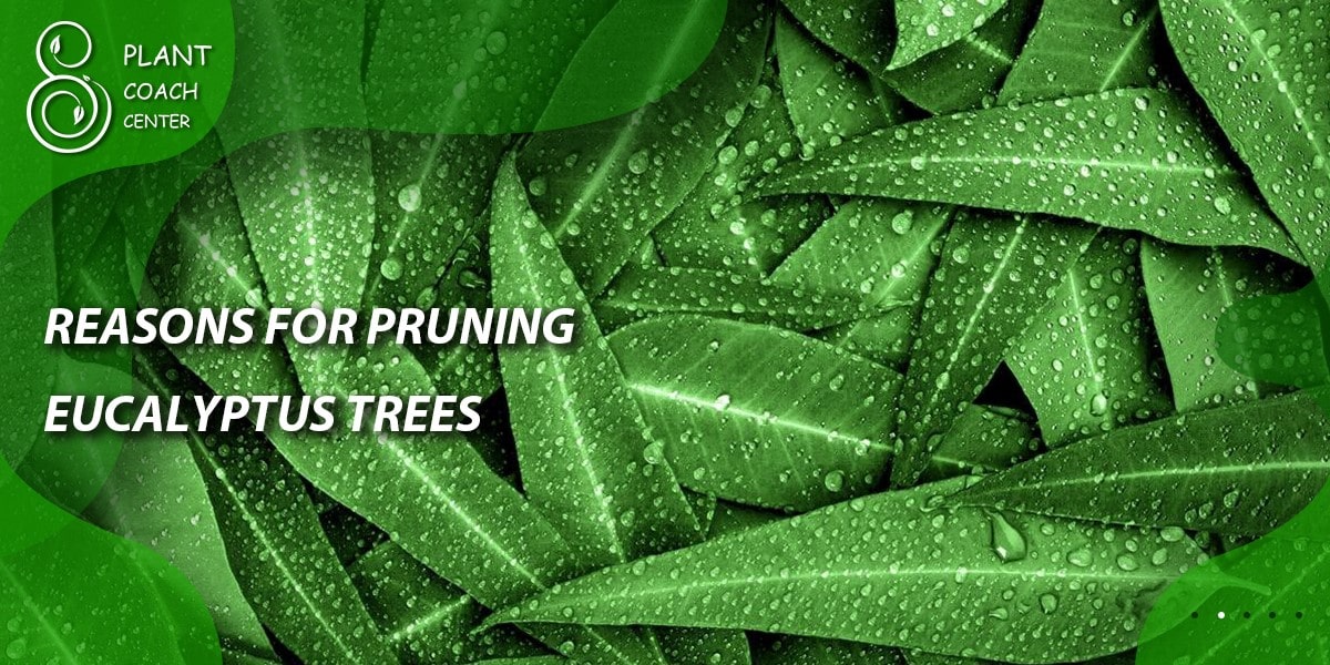 Reasons for Pruning Eucalyptus Trees: