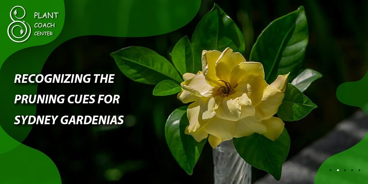 Recognizing the Pruning Cues for Sydney Gardenias