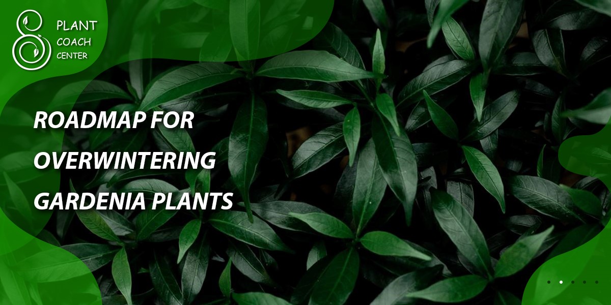 Roadmap for Overwintering Gardenia Plants
