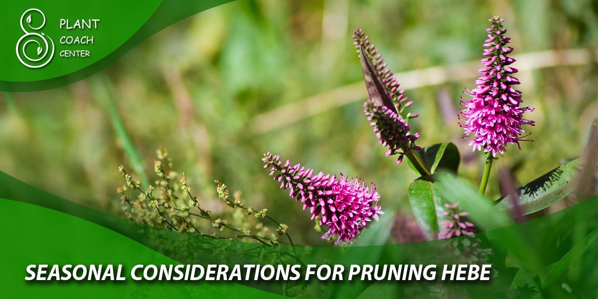 Seasonal Considerations for Pruning Hebe