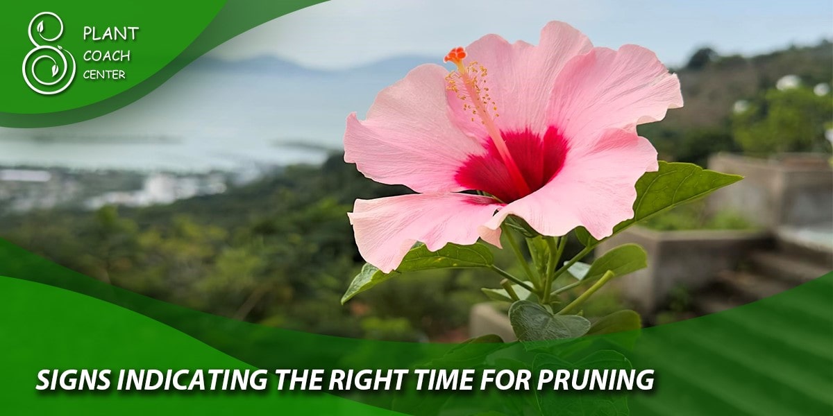 Signs Indicating the Right Time for Pruning