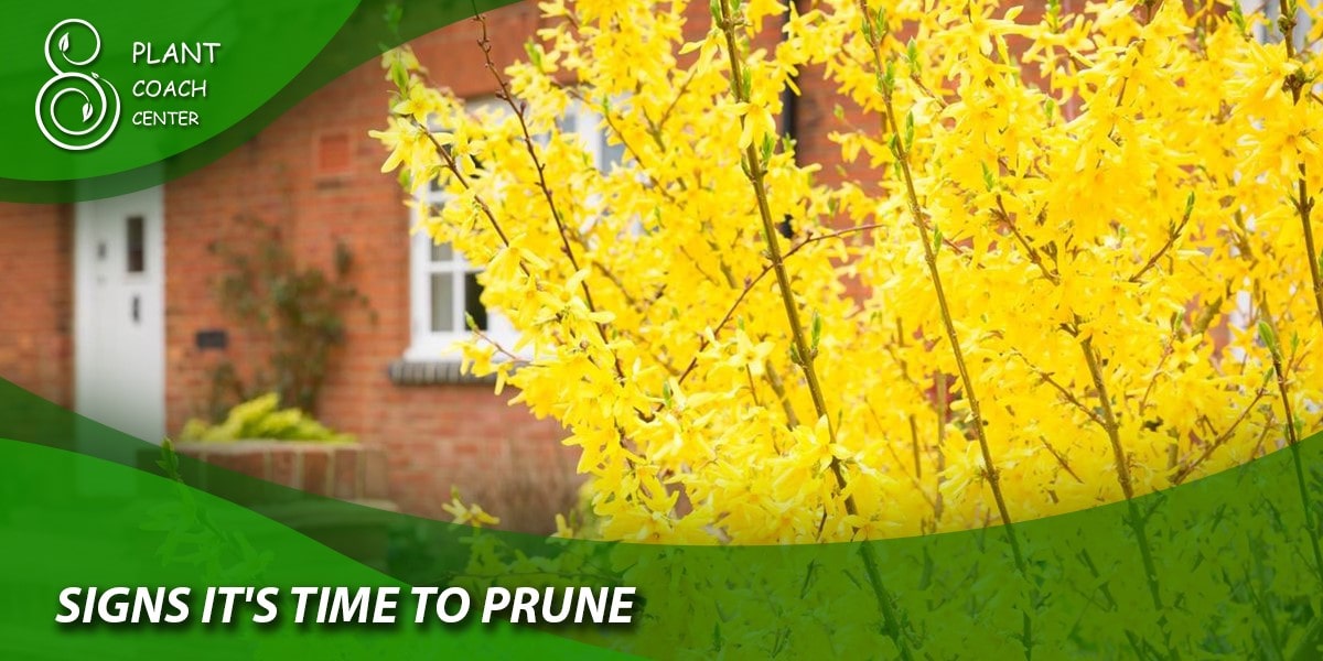 Signs It's Time to Prune