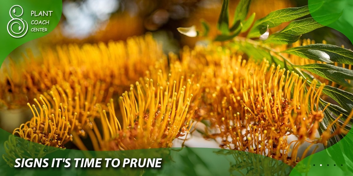 Signs It's Time to Prune