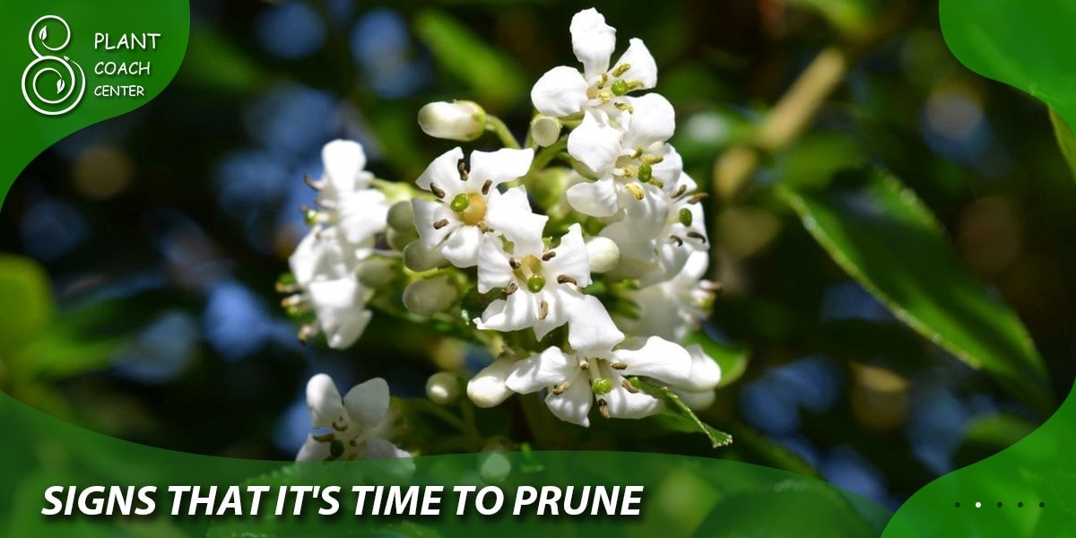 Signs That It's Time to Prune