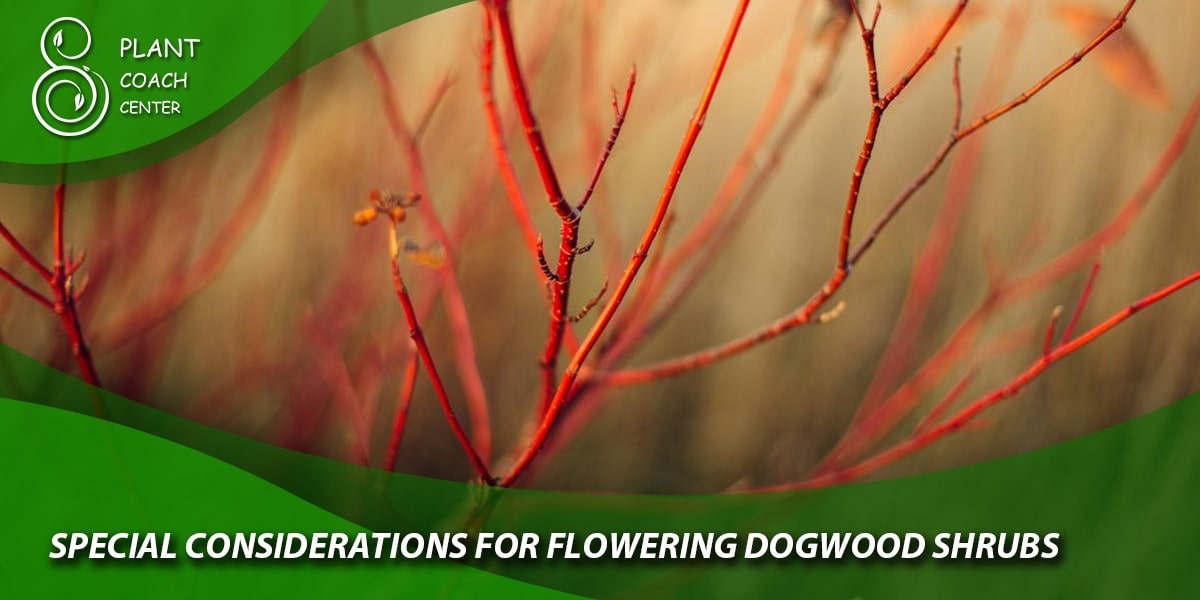 Special Considerations for Flowering Dogwood Shrubs