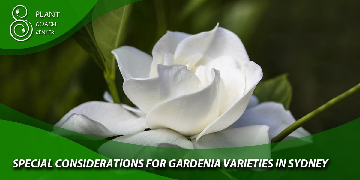 Special Considerations for Gardenia Varieties in Sydney