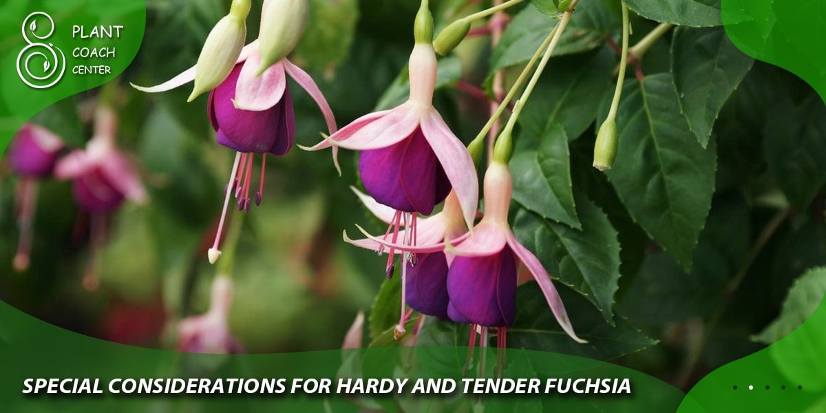 Special Considerations for Hardy and Tender Fuchsia