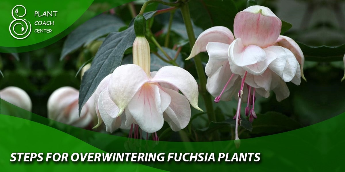Steps for Overwintering Fuchsia Plants