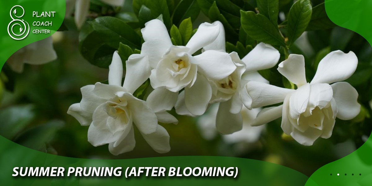 Summer Pruning (After Blooming)