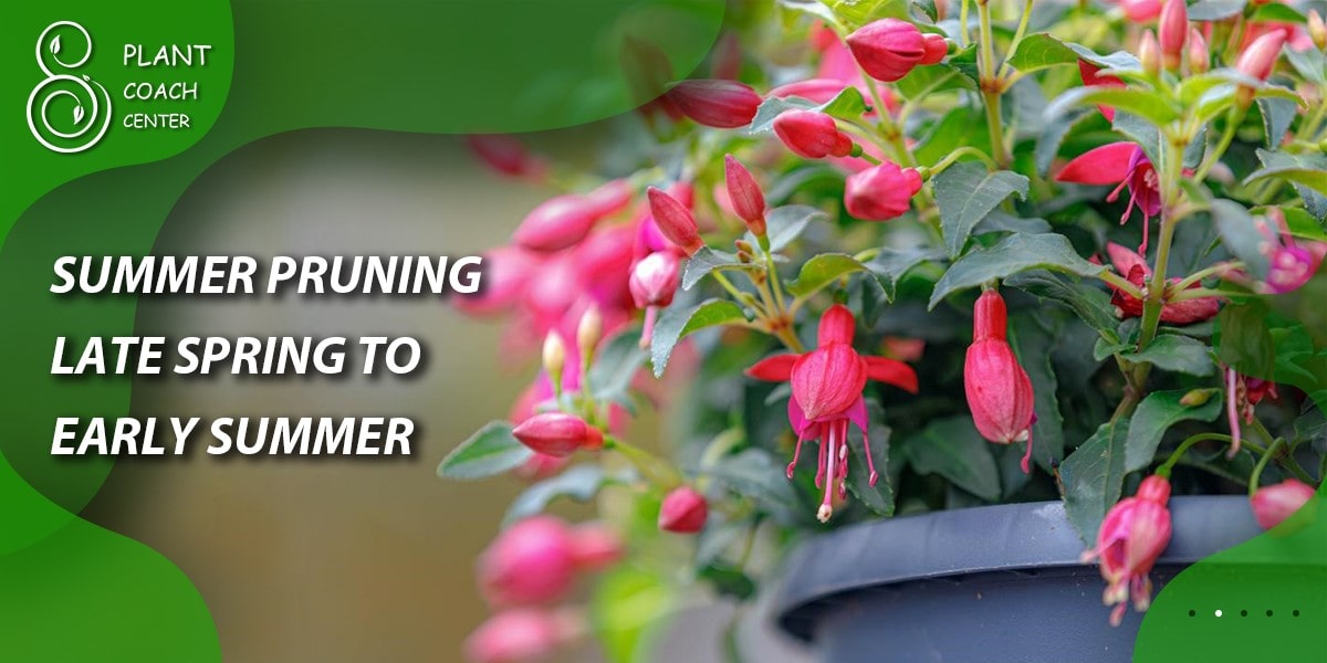 Summer Pruning (Late Spring to Early Summer)