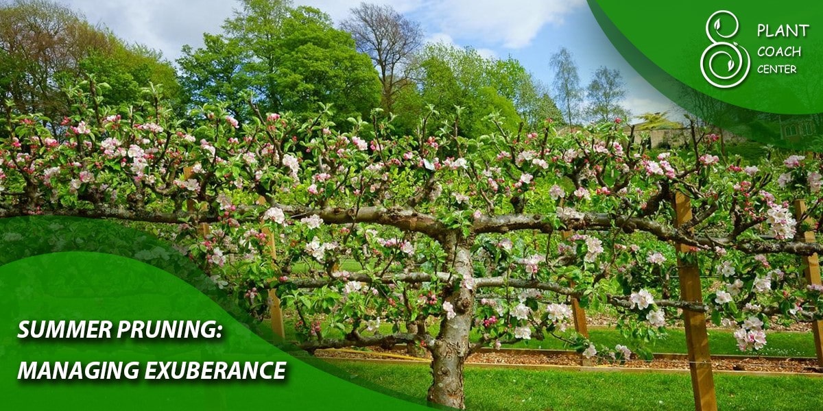 Summer Pruning: Managing Exuberance