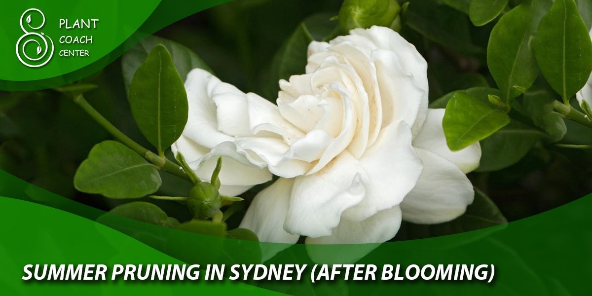 Summer Pruning in Sydney (After Blooming)