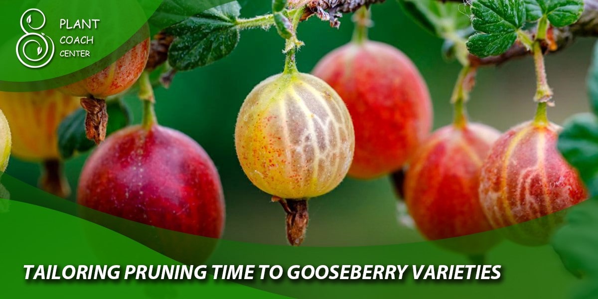 Tailoring Pruning Time to Gooseberry Varieties