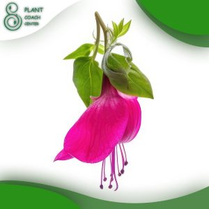 When to Prune Fuchsia