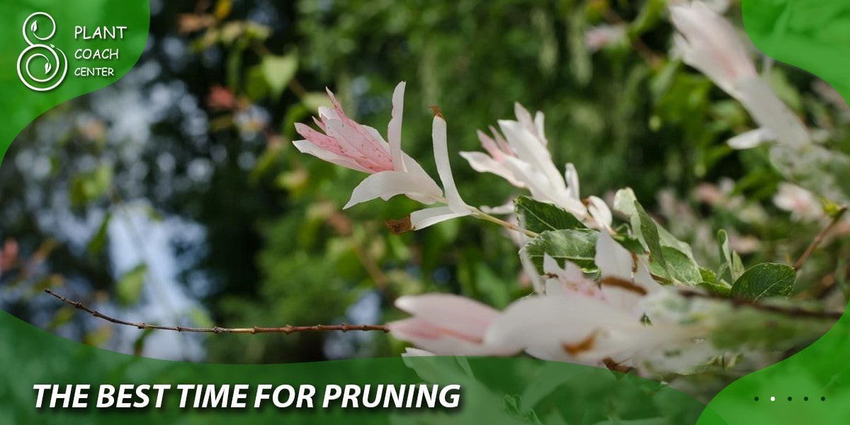 The Best Time for Pruning