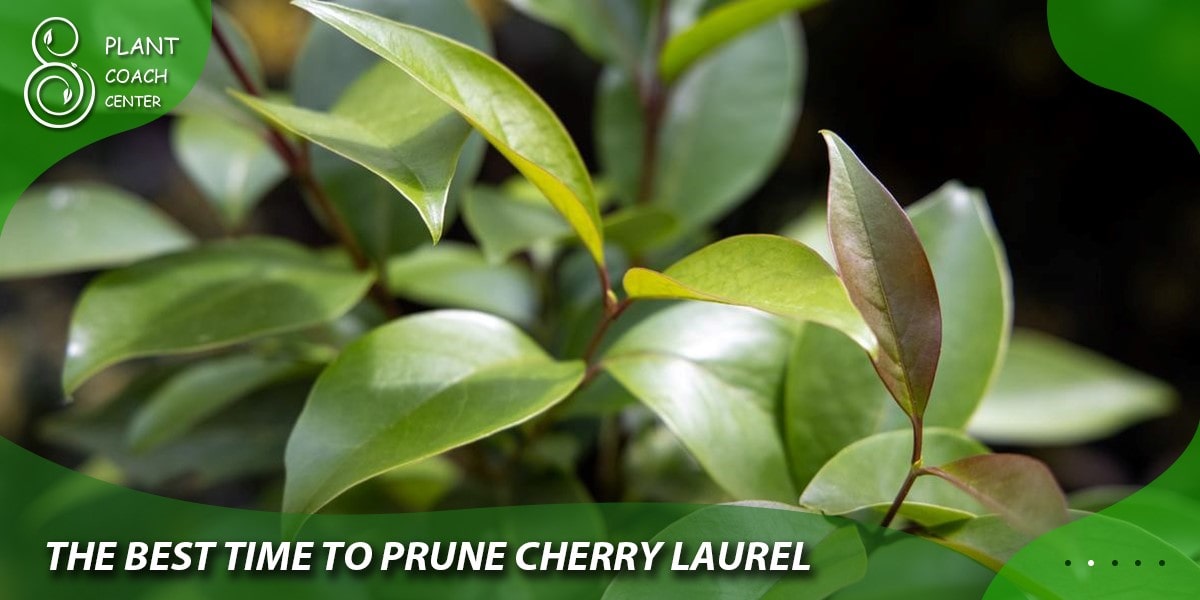 The Best Time to Prune Cherry Laurel