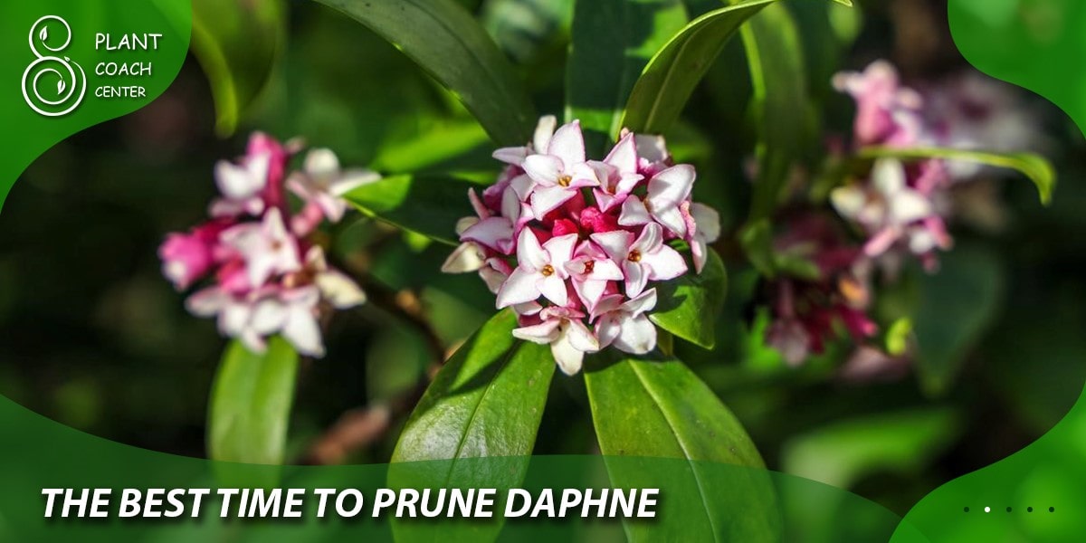 The Best Time to Prune Daphne