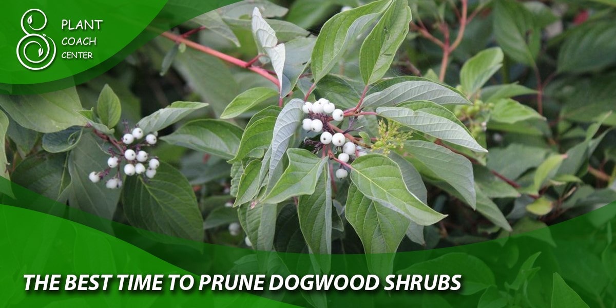 The Best Time to Prune Dogwood Shrubs