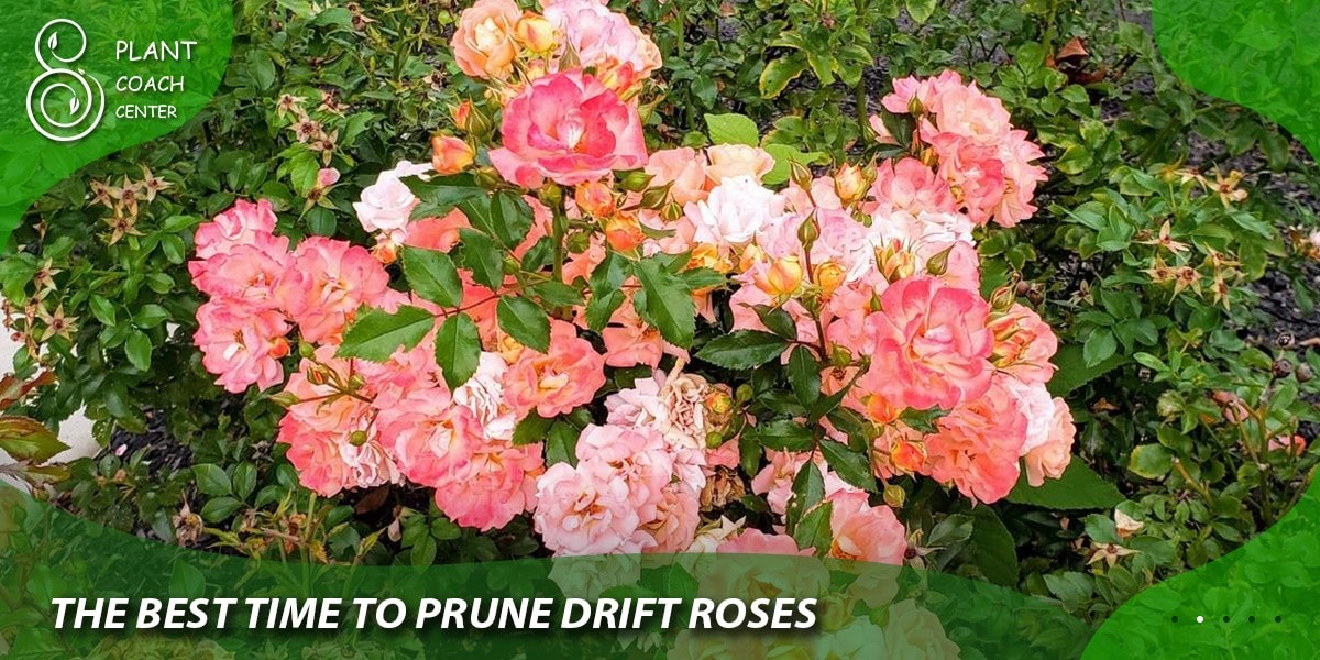 The Best Time to Prune Drift Roses