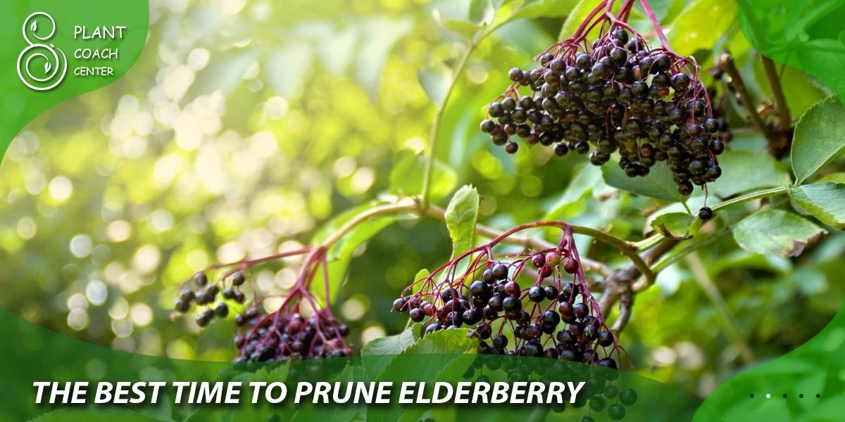 The Best Time to Prune Elderberry