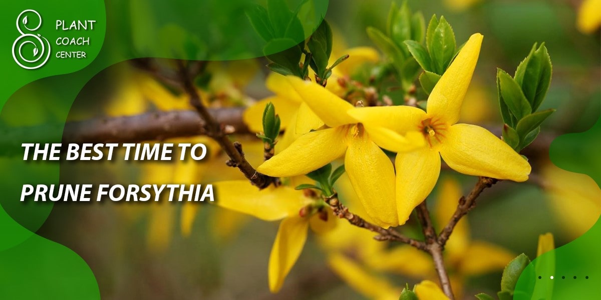 The Best Time to Prune Forsythia