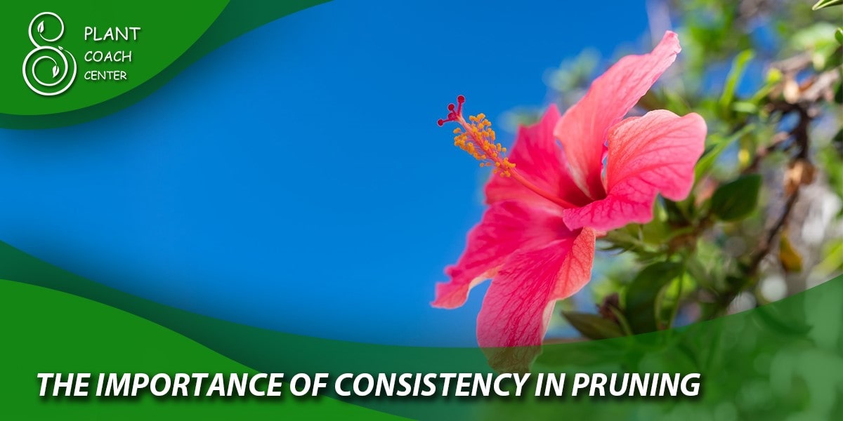 The Importance of Consistency in Pruning