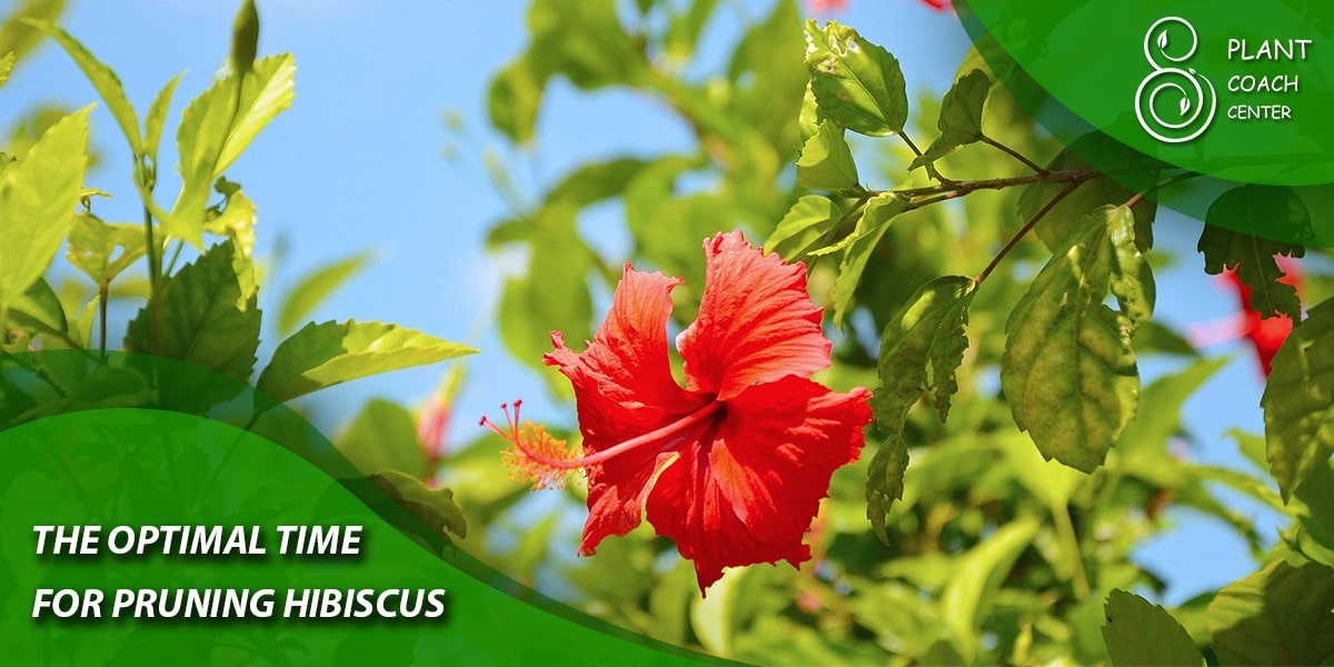 The Optimal Time for Pruning Hibiscus