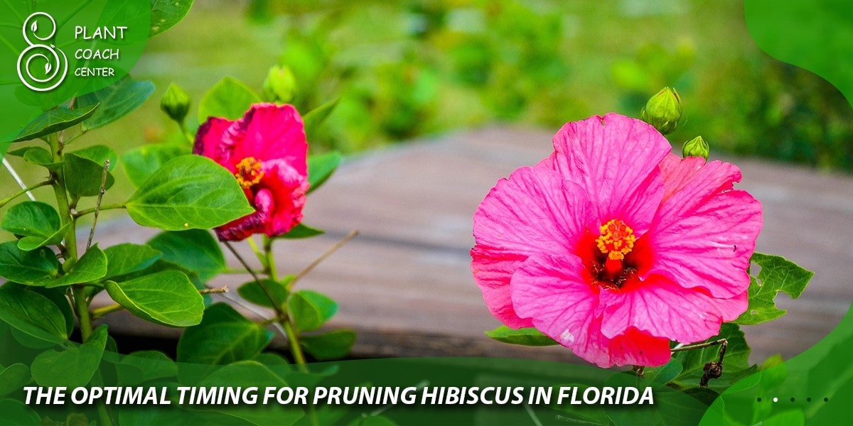 The Optimal Timing for Pruning Hibiscus in Florida