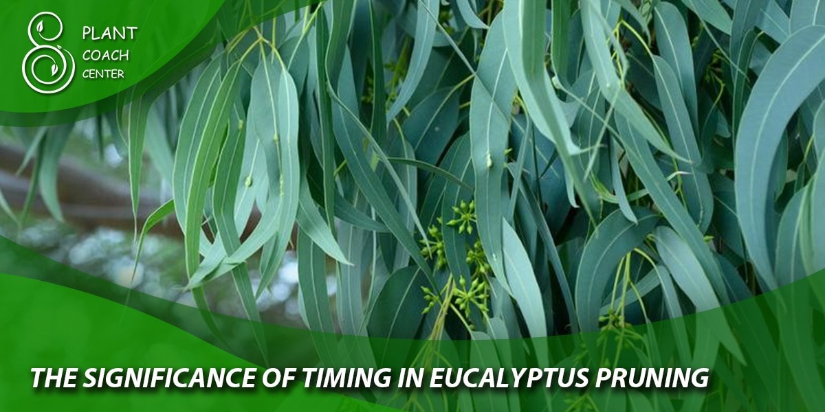 The Significance of Timing in Eucalyptus Pruning