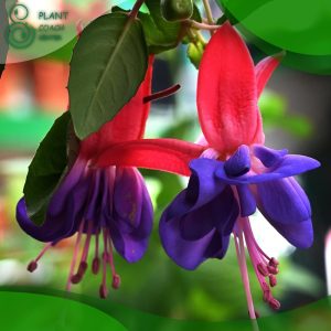 When to Prune Hardy Fuchsia