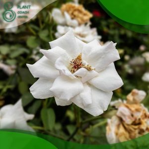 When to Prune Gardenia Bushes in Sydney