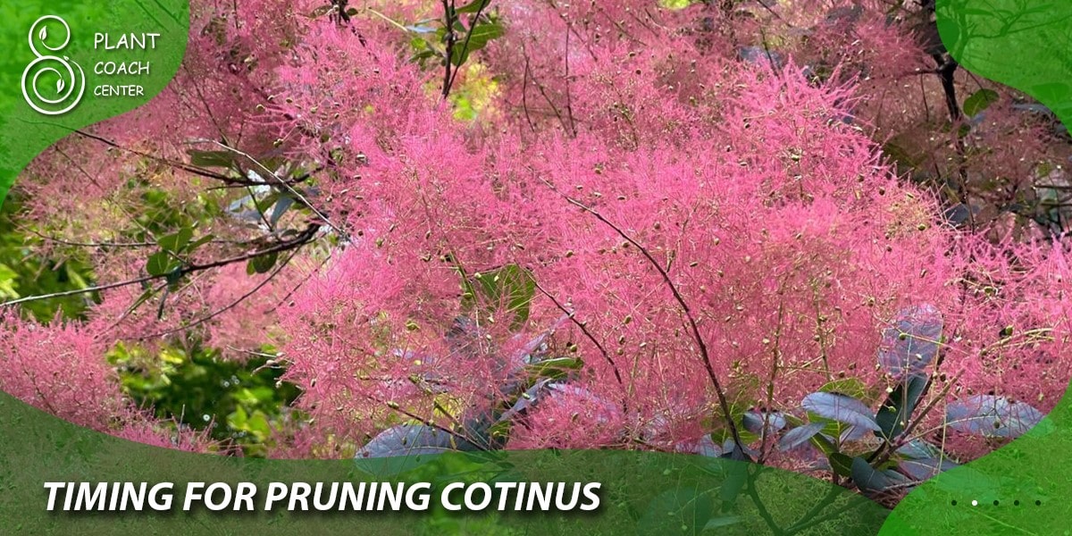 Timing for Pruning Cotinus