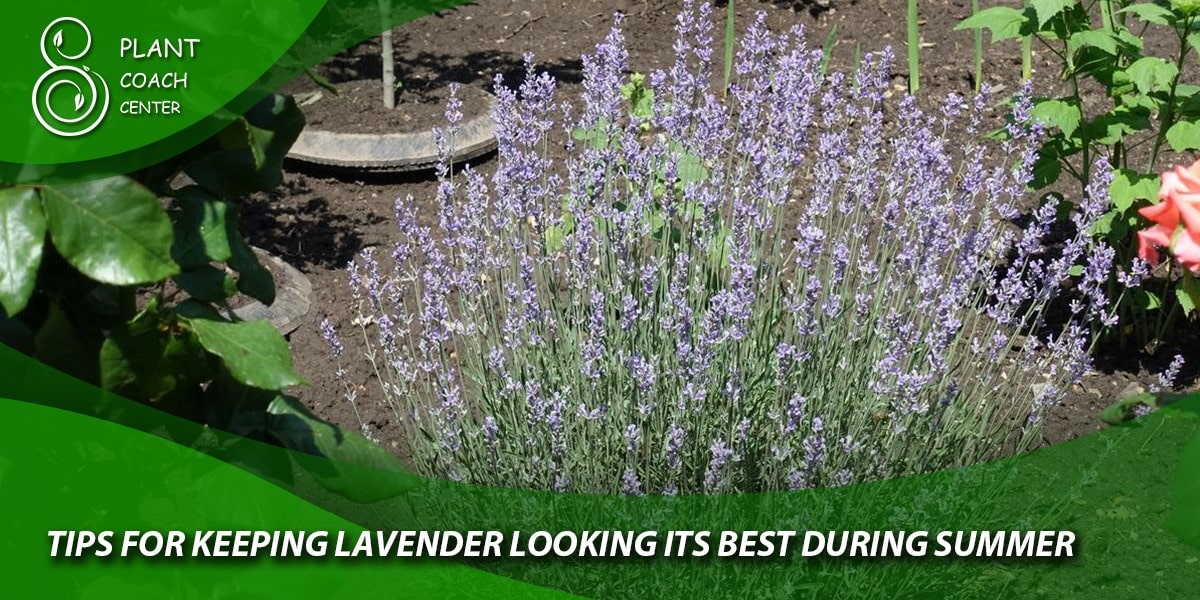 Tips for Keeping Lavender Looking Its Best During Summer: