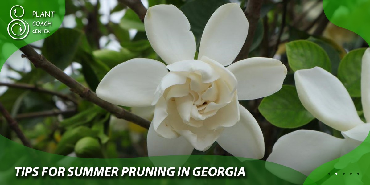 Tips for Summer Pruning in Georgia