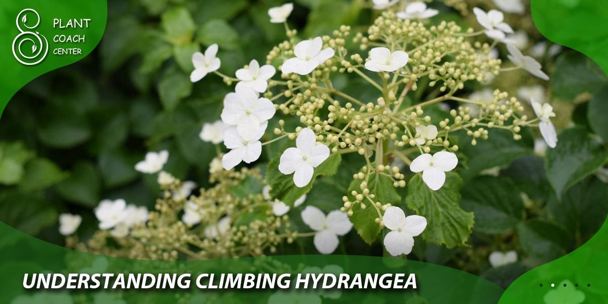 Understanding Climbing Hydrangea