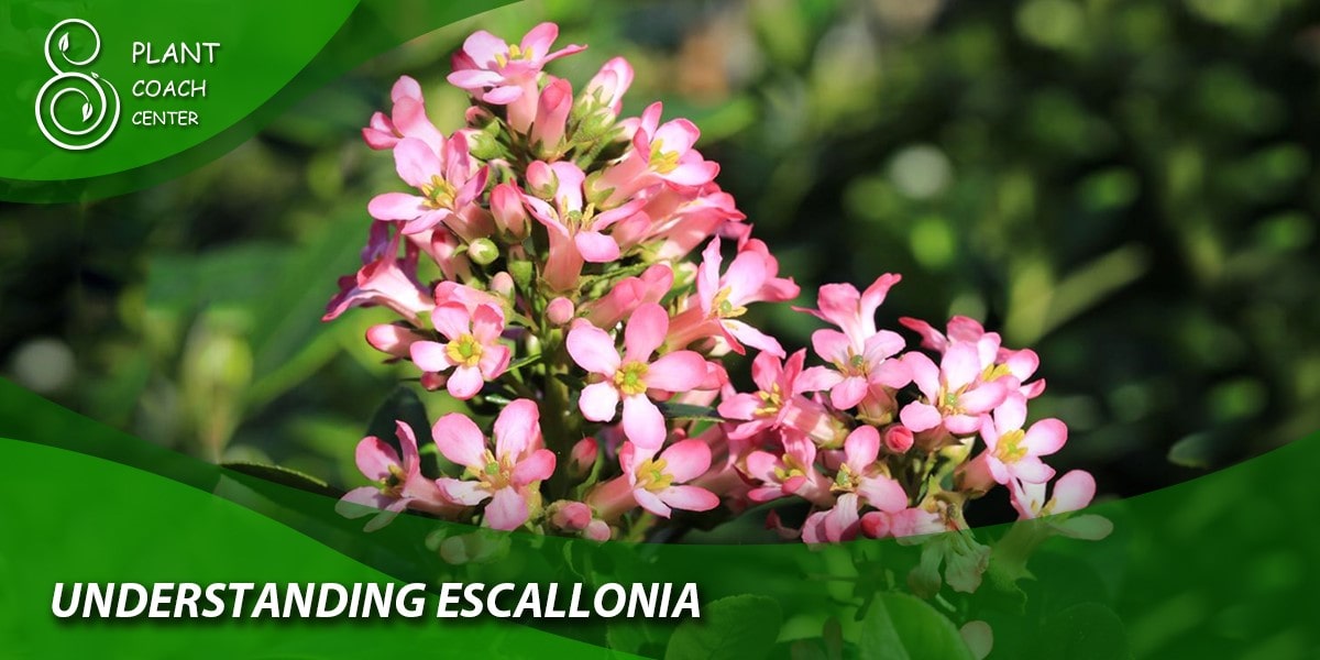 Understanding Escallonia