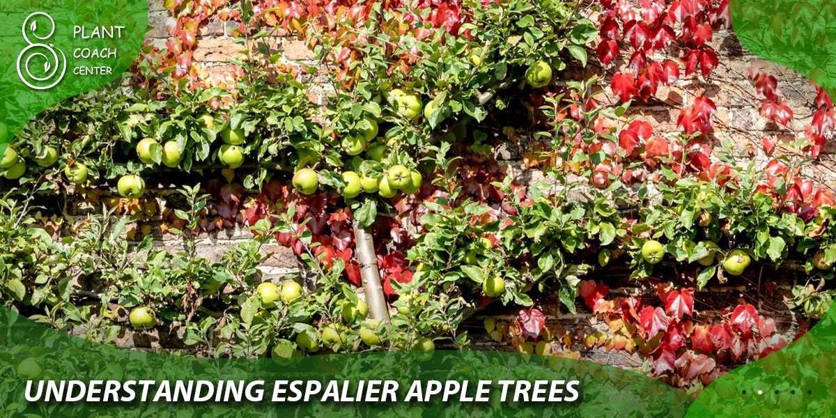 Understanding Espalier Apple Trees