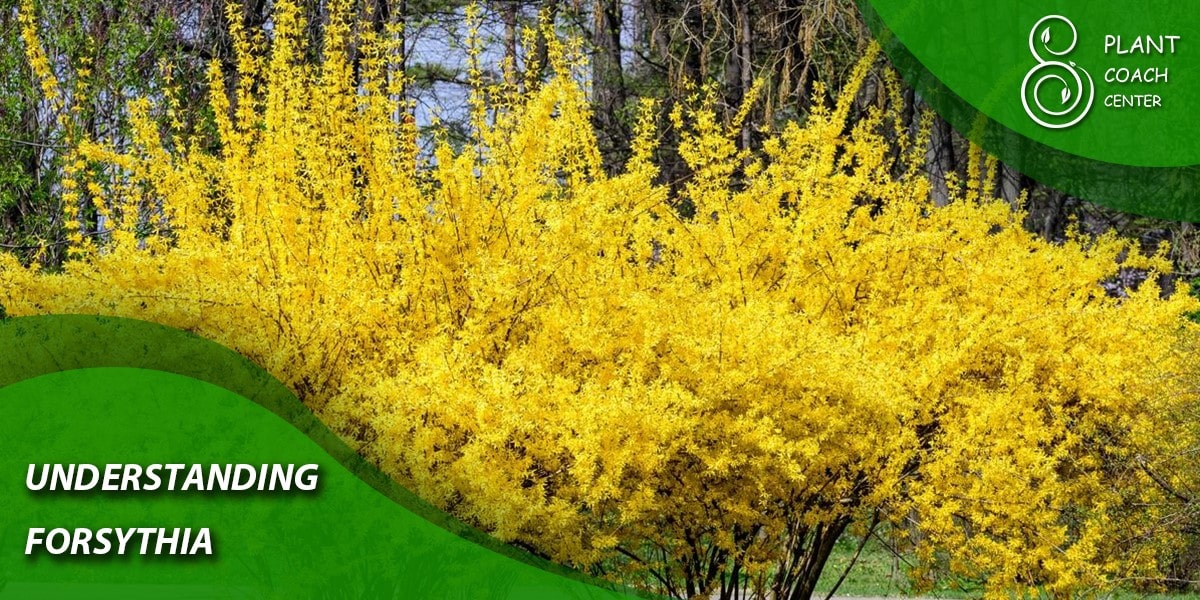 Understanding Forsythia