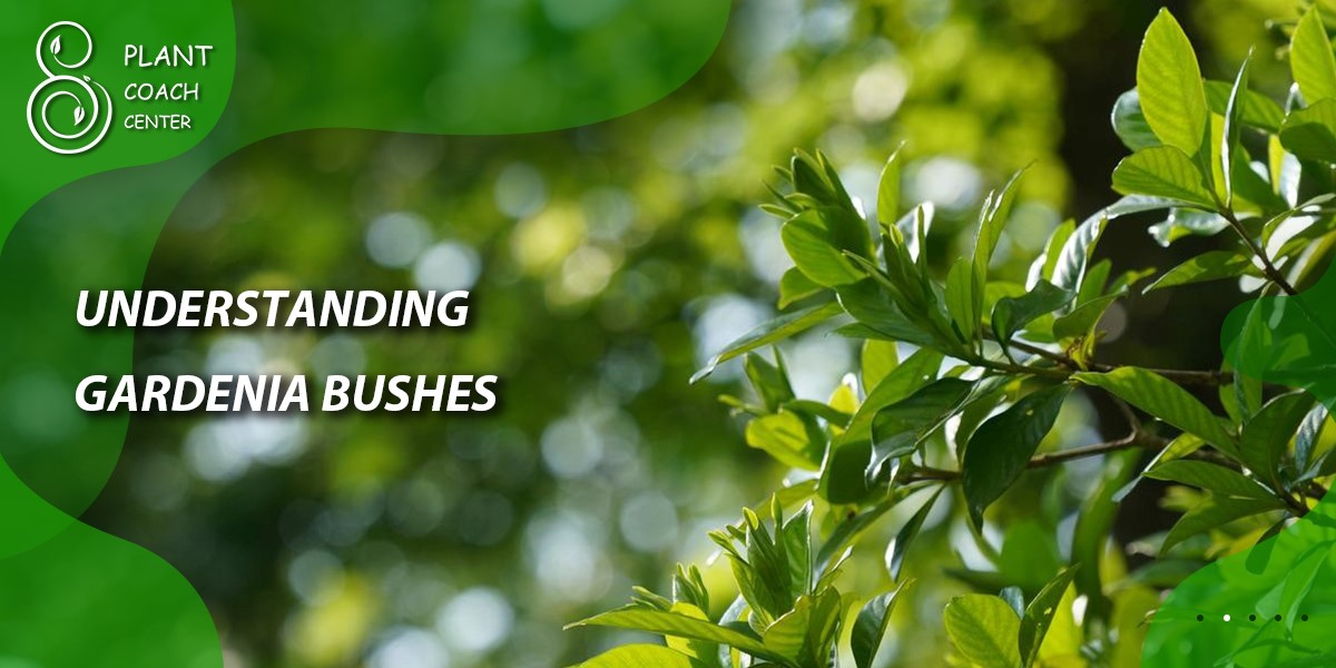 Understanding Gardenia Bushes