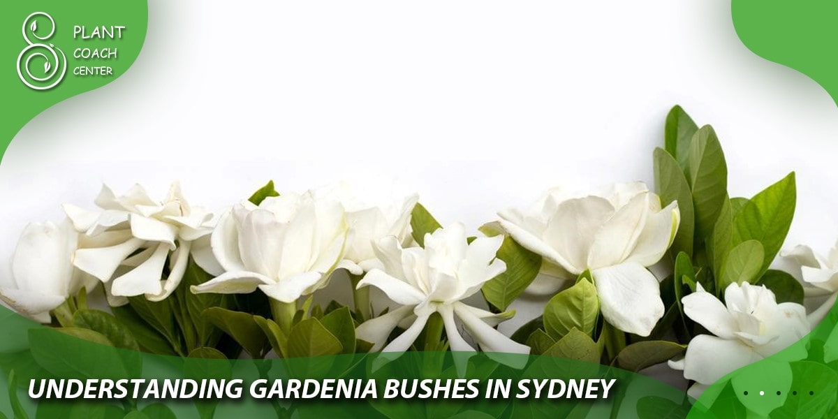 Understanding Gardenia Bushes in Sydney