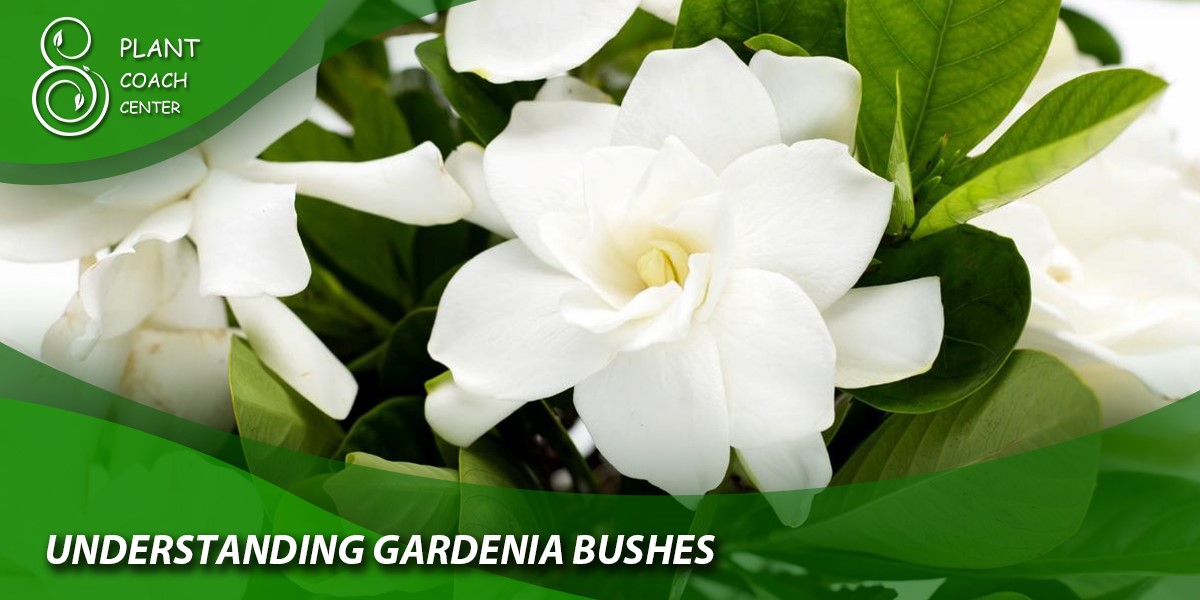Understanding Gardenia Bushes